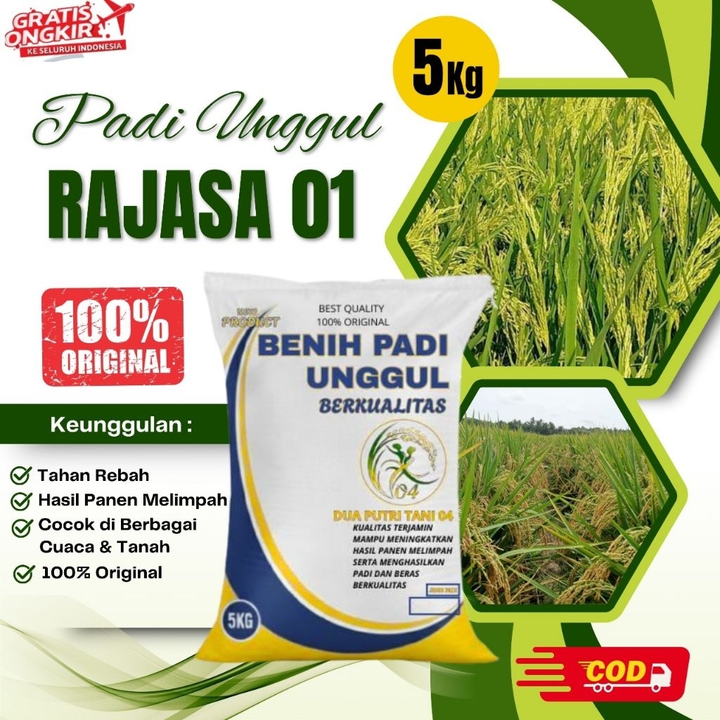 BIBIT PADI RAJASA 01 KEMASAN 5KG