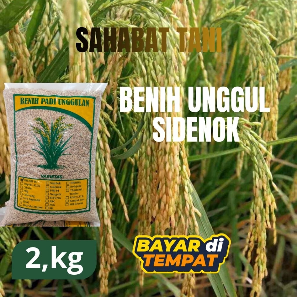 benih padi sidenok unggulan super si Denok kemasan 2kg benih padi super si denok