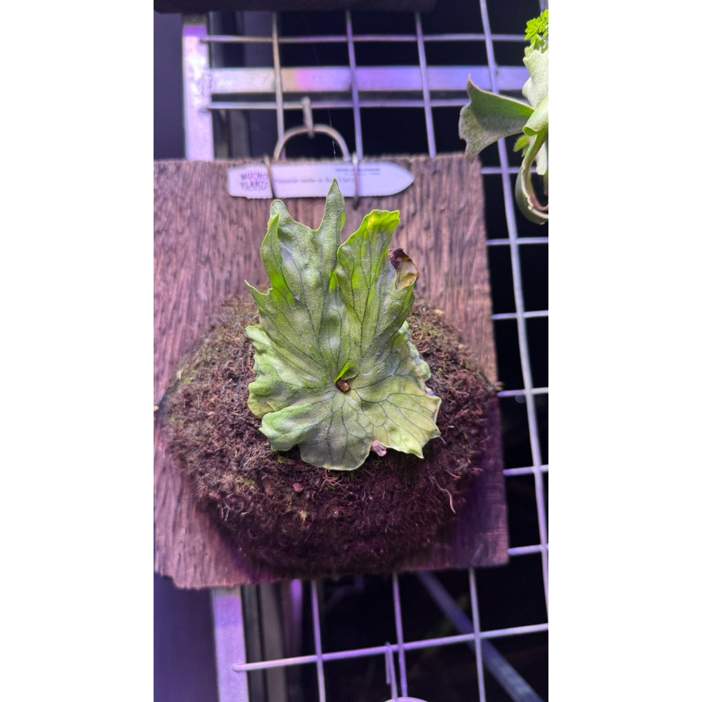 platycerium wandae dwarf dan curling rawatan