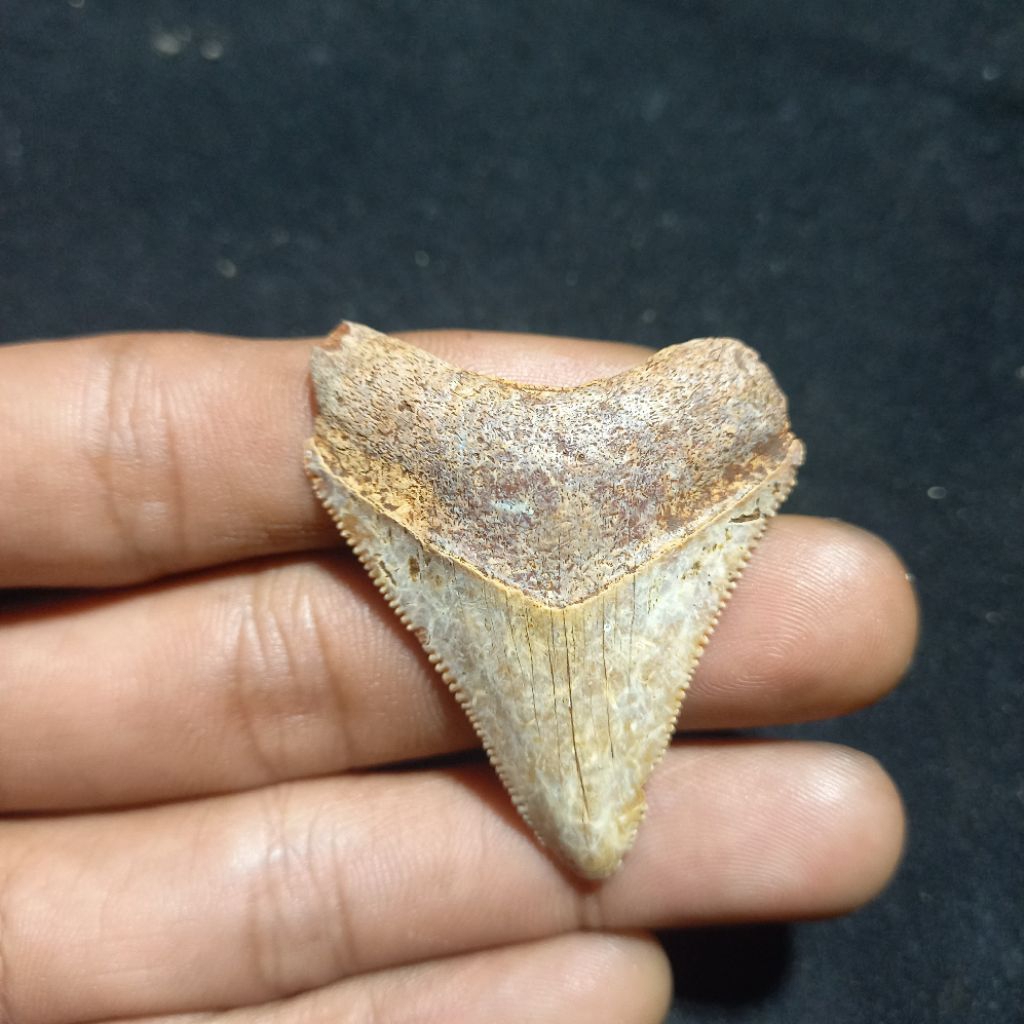 antik gigi megalodon