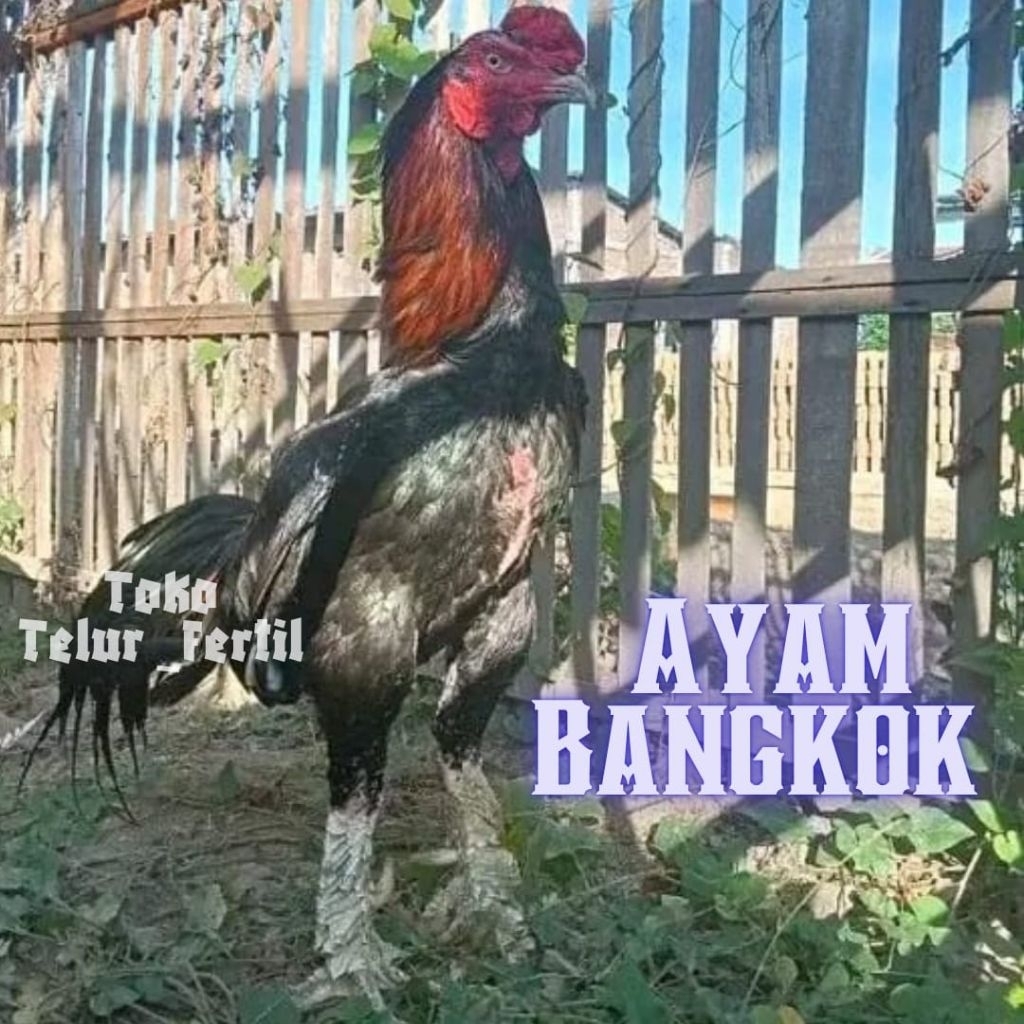 TELUR AYAM BANGKOK ORIGINAL UNTUK DITETASKAN