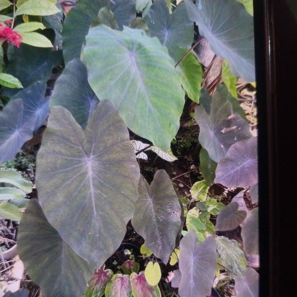 colocasia black magic ukuran medium