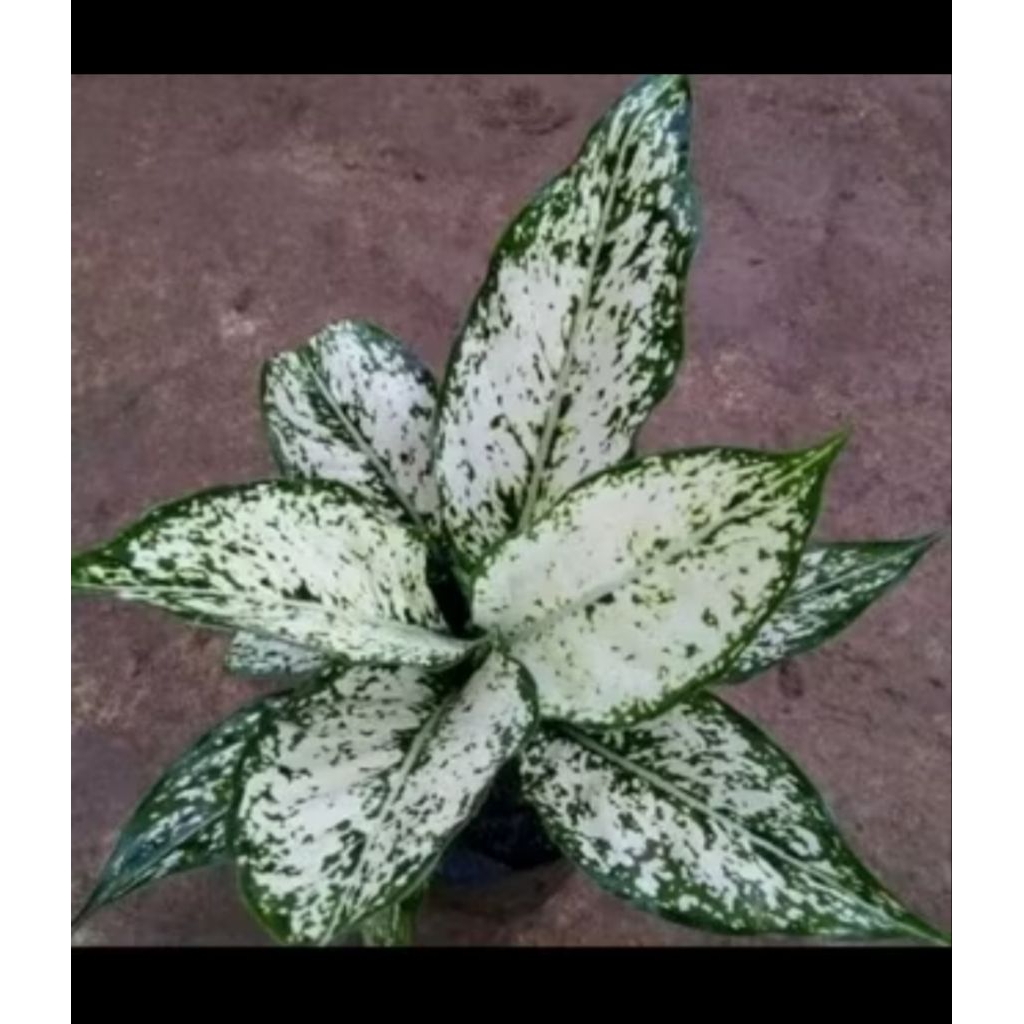 Tanaman hias Aglonema snow white  - pohon aglonema snow white - aglonema snow white