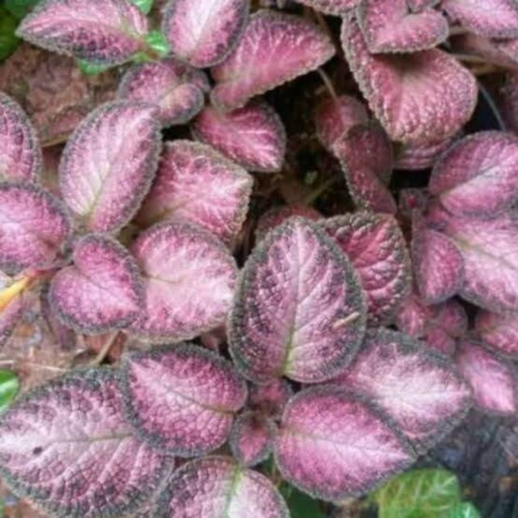 Episcia Pink