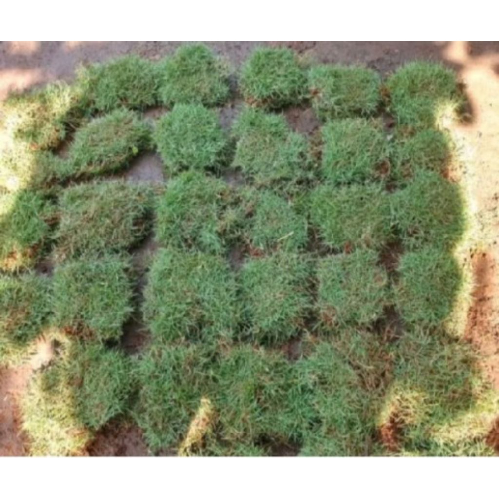 Rumput Jepang/Peking ukuran 50 cm x 100 cm²,Untuk Tanaman Hias dan Untuk Tanaman Kuburan