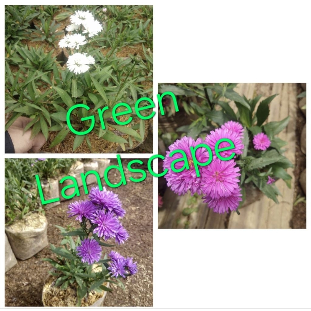 Paket 3 Tanaman Hias Pohon Pikok Bunga Pink Pikok Bunga Ungu Pikok Bunga Putih