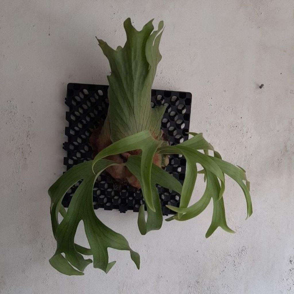 platycerium coronarium asli Kalimantan