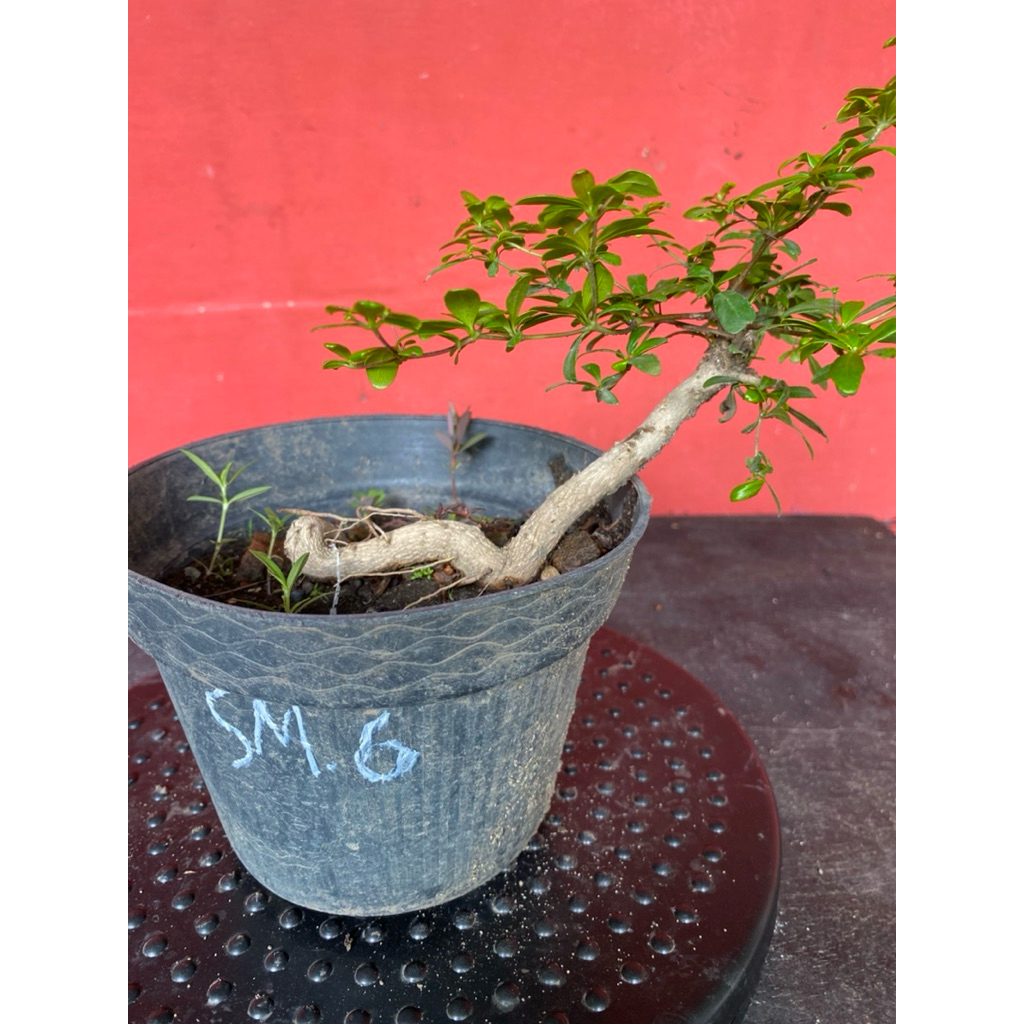 Bahan Bonsai Black Olive sm 6