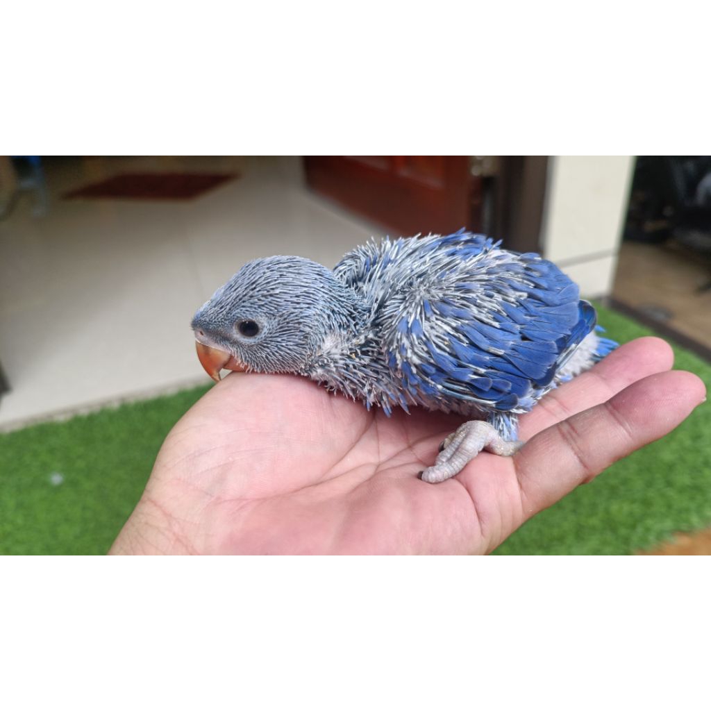 Baby indian ringneck violet. Kirim luar kota via travel atau KIB