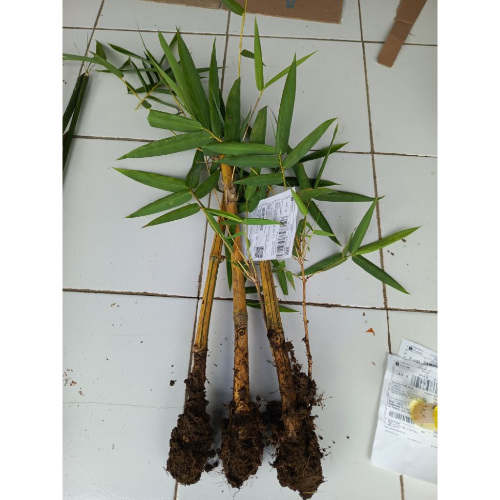 bibit bambu kuning tanaman hias bambu kuning mini
