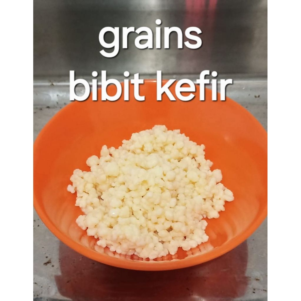 Grains  Bibit Kefir Susu