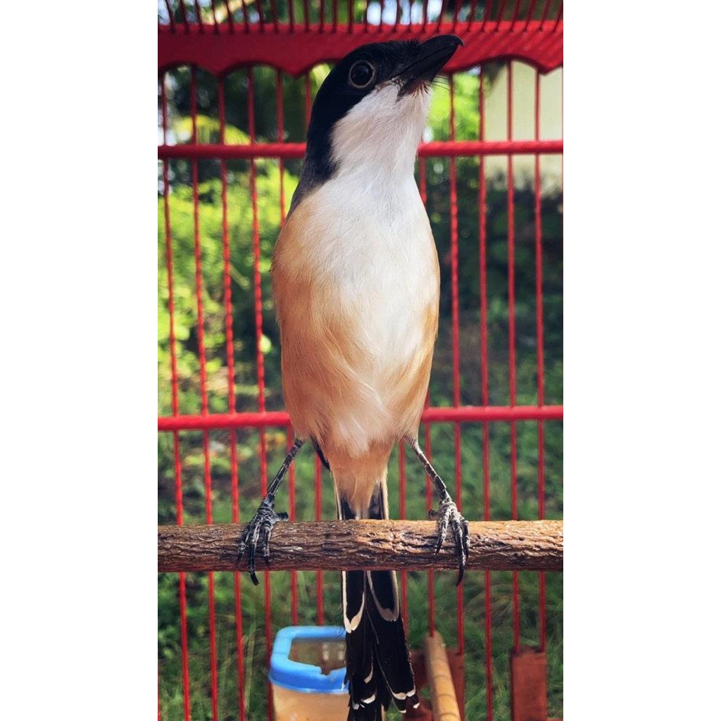 Pentet ori JAWA TIMUR