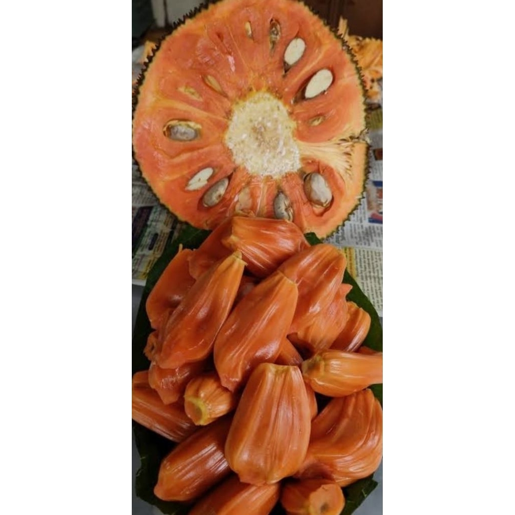 indukan nangka madu merah