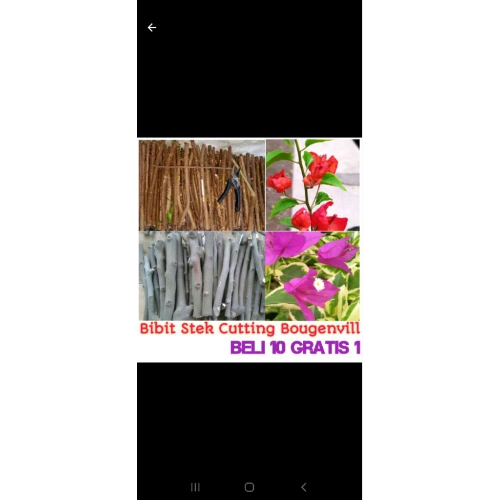 stek bunga Bougenville 30cm