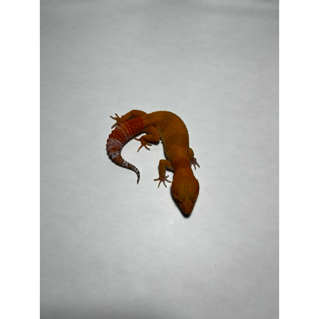 Hiasan Leopard Gecko SHTCTB Mantap