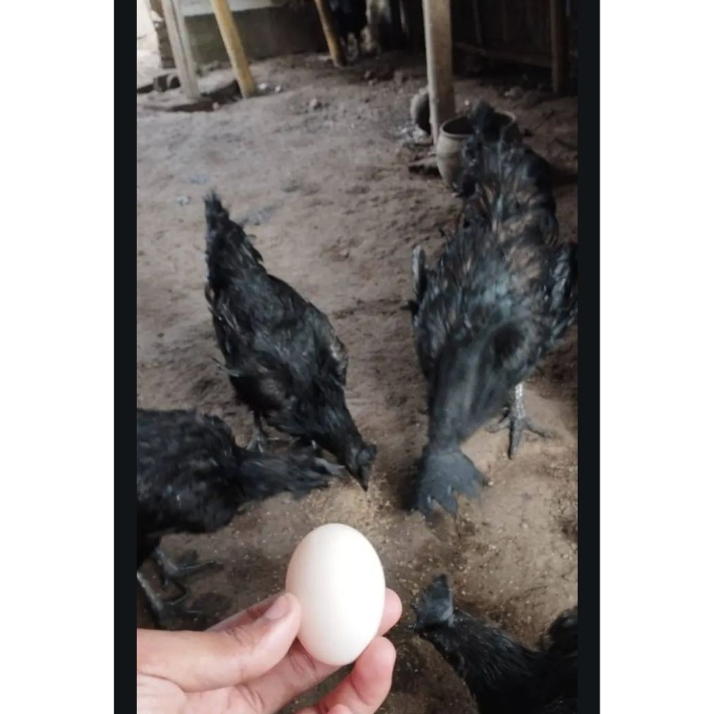TELUR AYAM CEMANI ASLI 100% ORI (BELUM FERTIL)