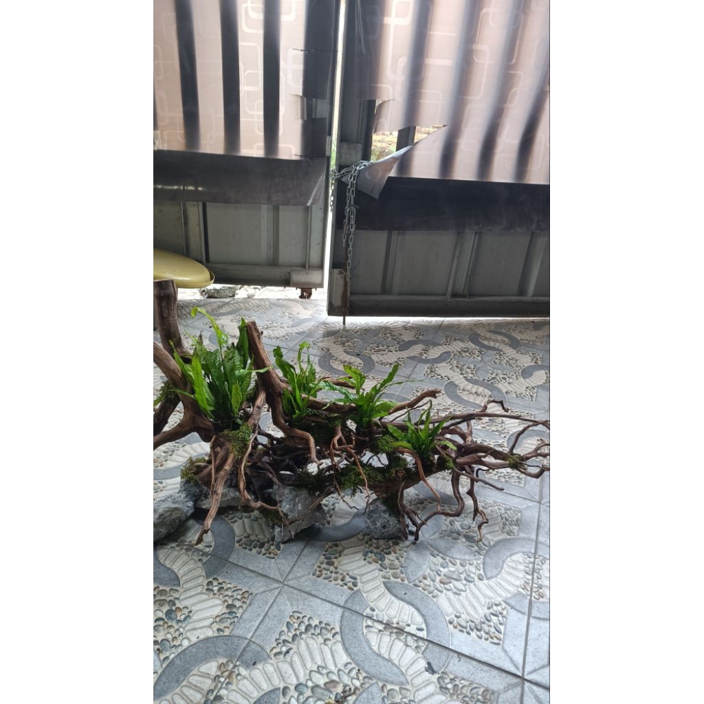 Hardscape kayu aquarium komplit tanaman