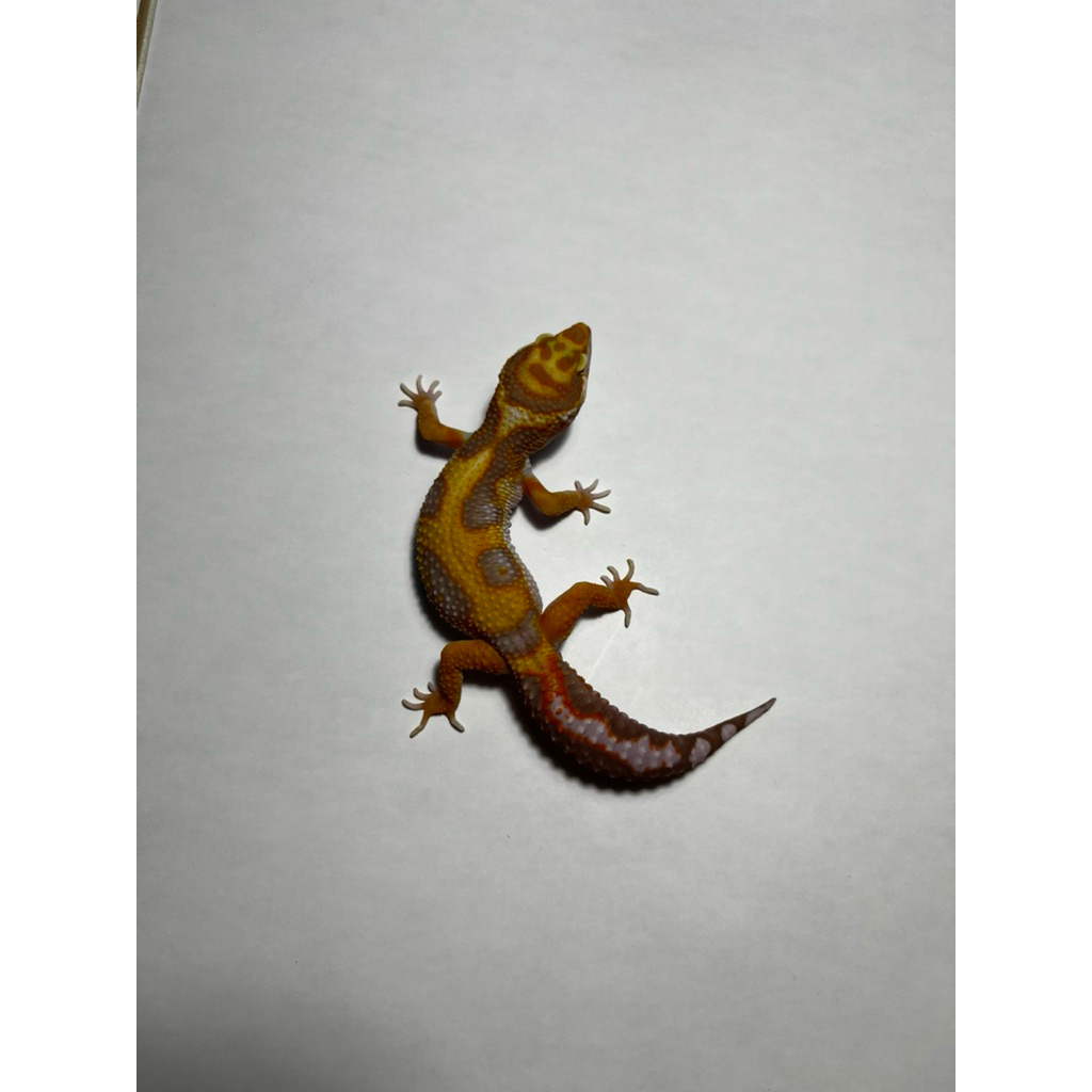 Hiasan Leopard Gecko Tremper Emerine Jungle RS Line