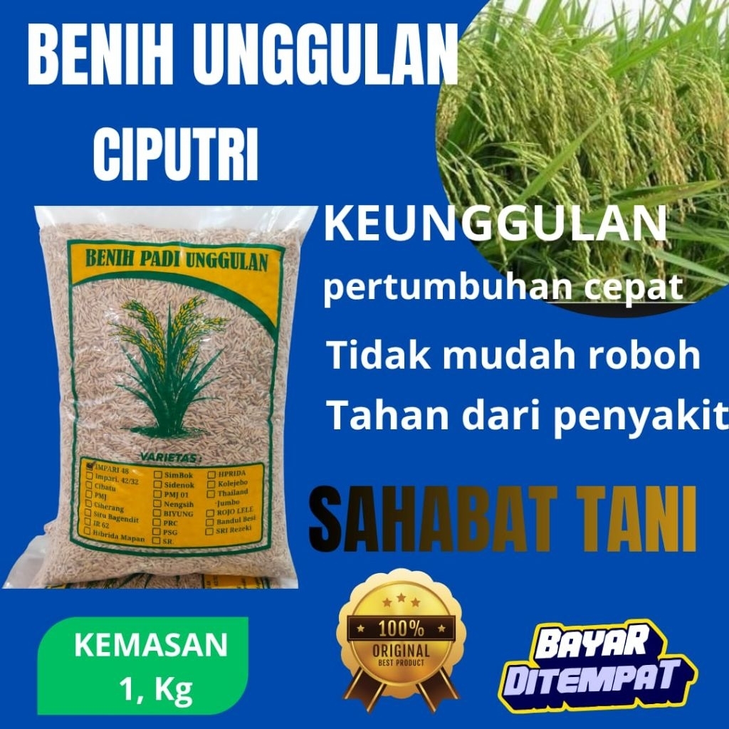 benih padi unggul CIPUTRI dengan kemasan 1kg benih ciputri