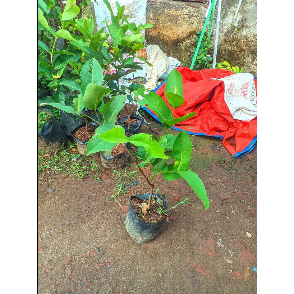 Bibit jambu air kiojok okulasi