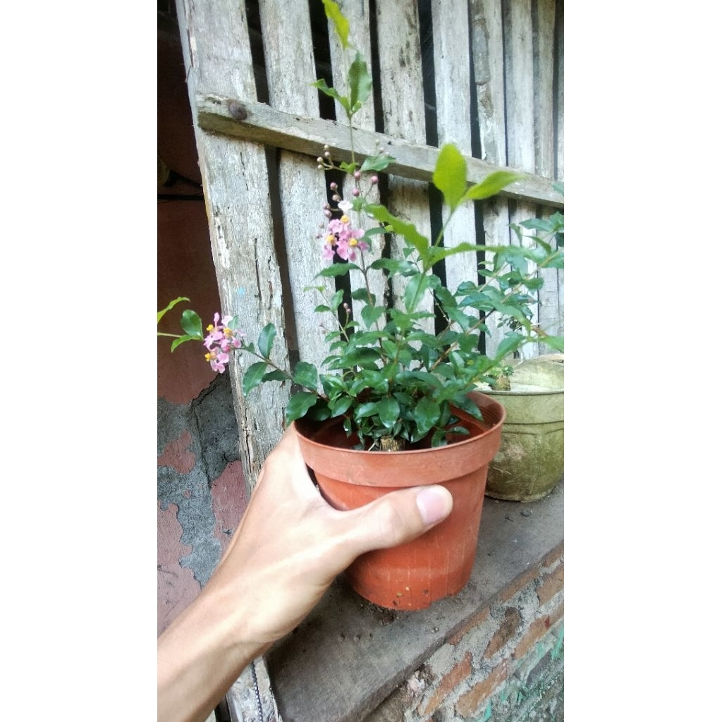 bahanbbonsai sakura mikro bunga