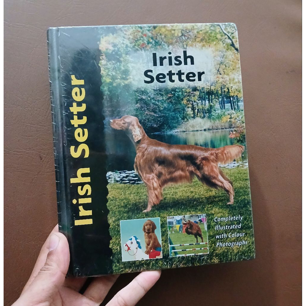 Pet Love: Irish Setter