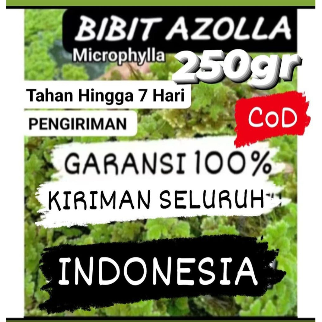 Bibit Azolla Microphylla  250 gr