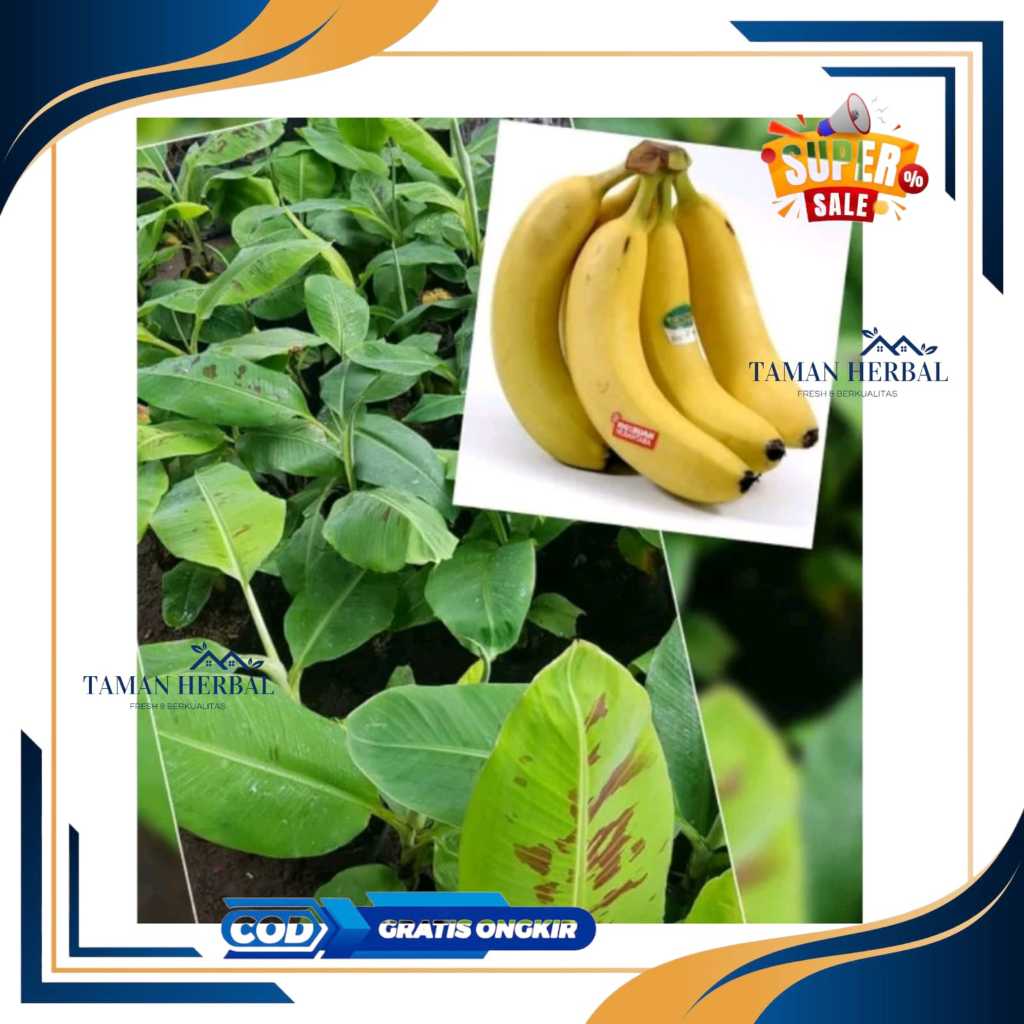 bibit pisang ambon kuning super