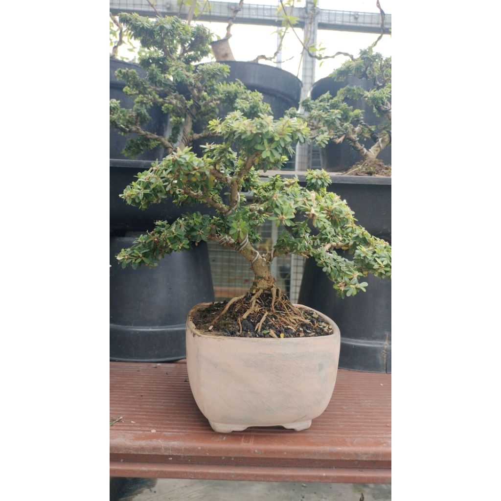 Bonsai Saeng Simbur Super Micro THAILAND + ADM
