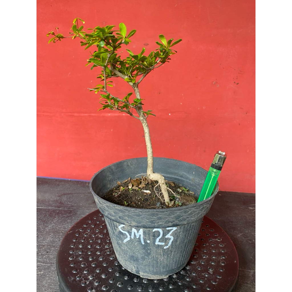 Bahan Bonsai Black Olive sm23
