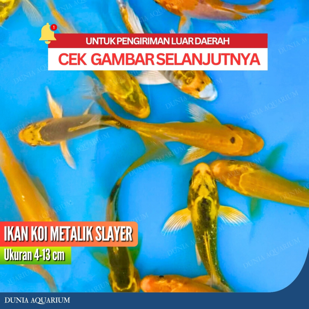 Ikan Koi Metalik Slayer / Koi Metalik Kumpay