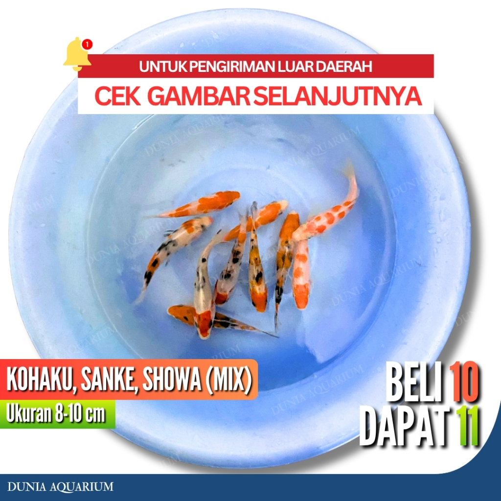 [BELI 10 DAPAT 11] Ikan Koi Kohaku Sanke Mix Color / Ikan Koi Sukabumi Berkualitas Warna Pekat - Ika