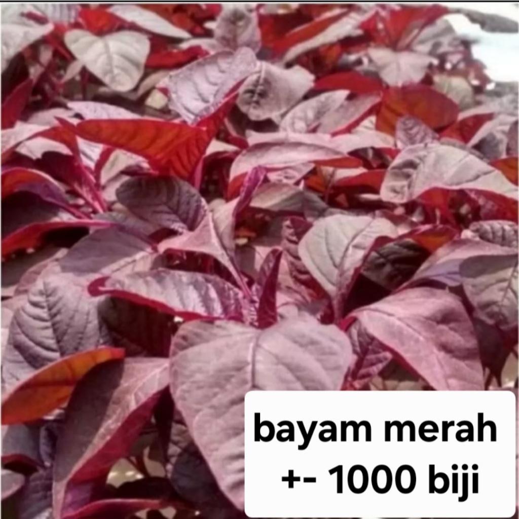 Bisa COD - bayam merah 1000 biji bibit seed Benih Bayam Merah Red Bintang Asia - Bibit