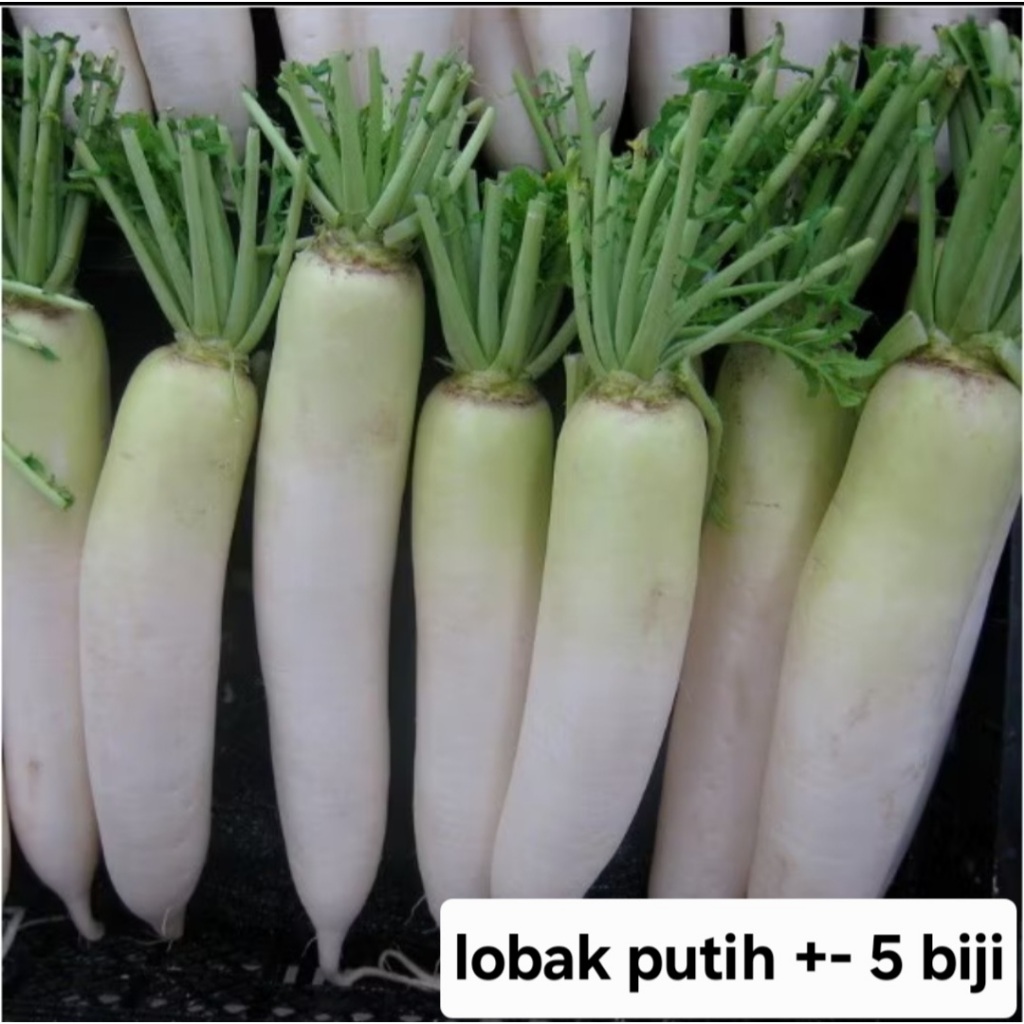 Bisa COD - Lobak Putih 5 biji bibit seed Benih Lobak Putih F1 Hibrida Ming Ho Sayuran