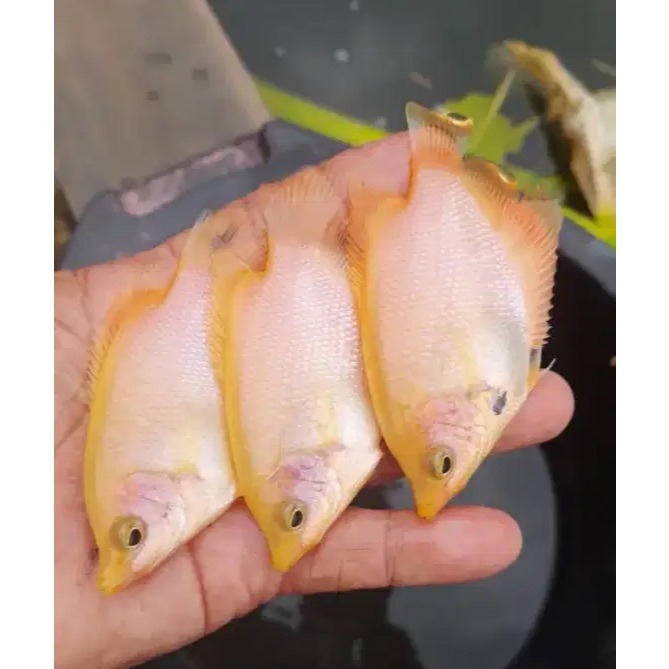 Gurami Padang 2 jari Isi 5