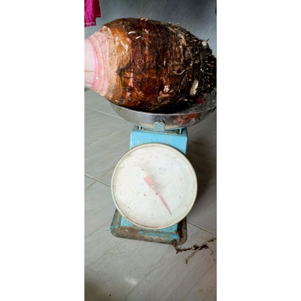 Bibit Talas Pratama1