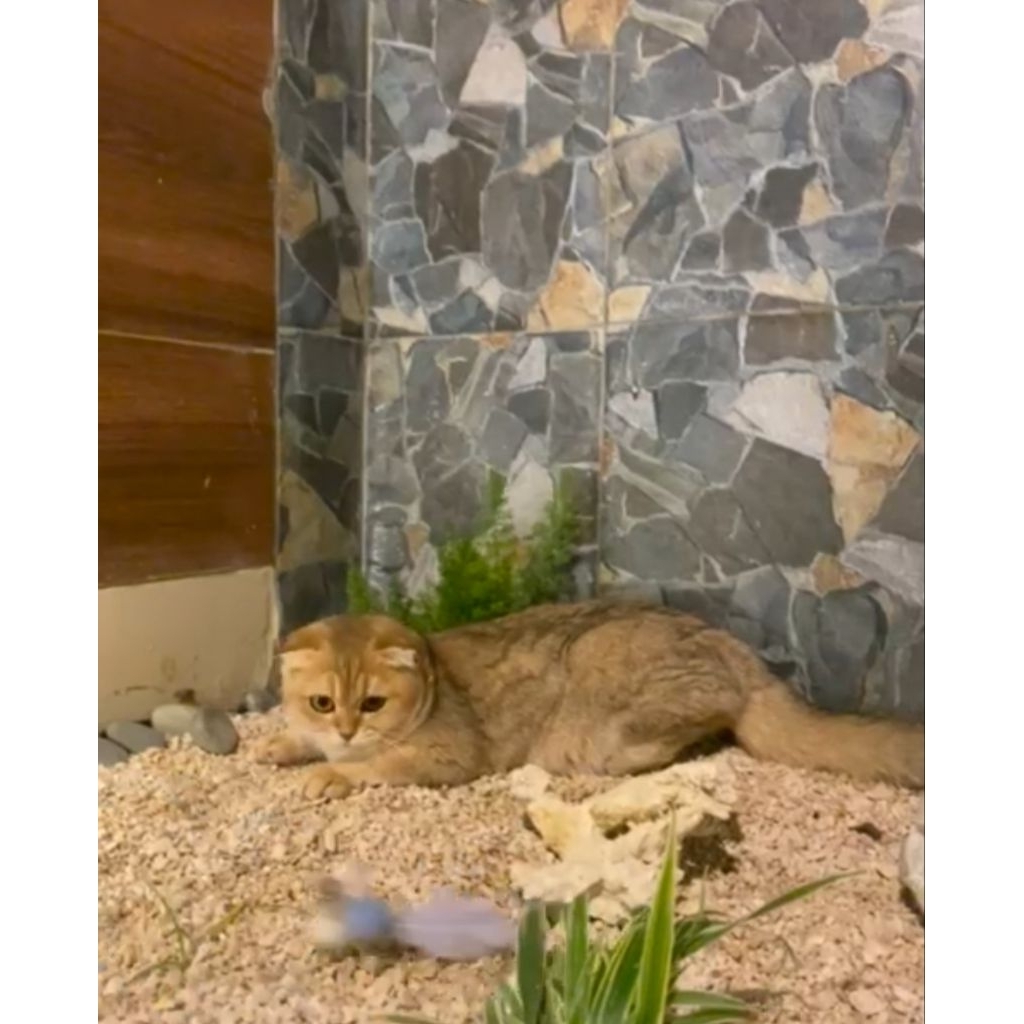 Scootish fold golden betina