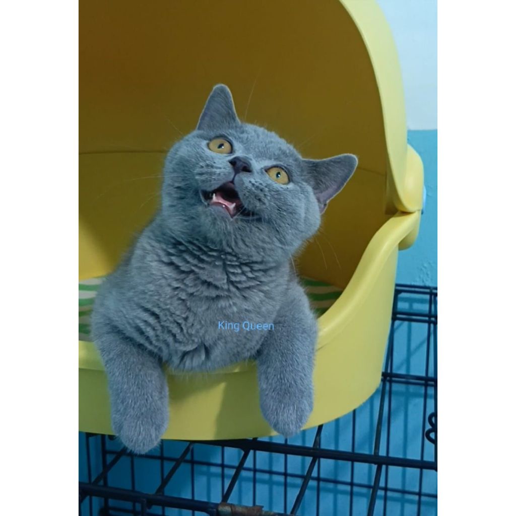 Kucing BSH British Shorthair Blue Solid Jantan 3,5 bulan Parent Pedigree