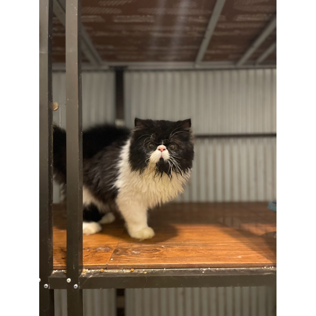 Kucing Persia Peaknose Longhair