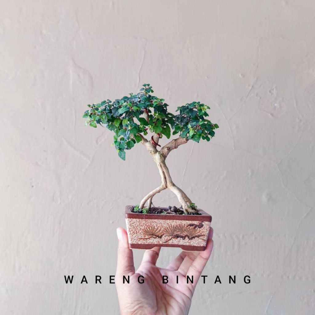 BONSAI WARENG BINTANG SESUAI FOTO