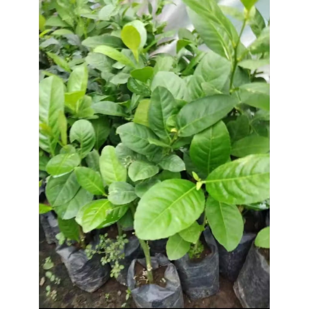 Tanaman Jeruk Lemon California | Panda Mulya | Jeruk Lemon California