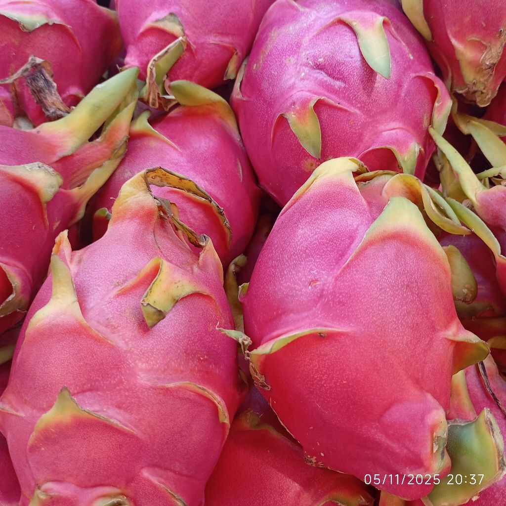Buah Naga Putih 1kg Dragon Fruit White