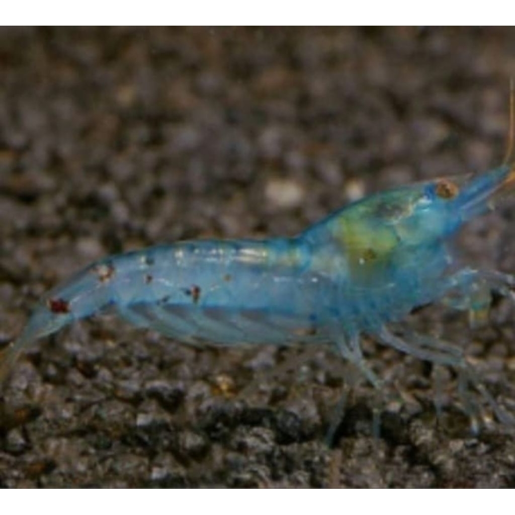 Udang Hias Air Tawar Blue Peral Hiasan Akuarium