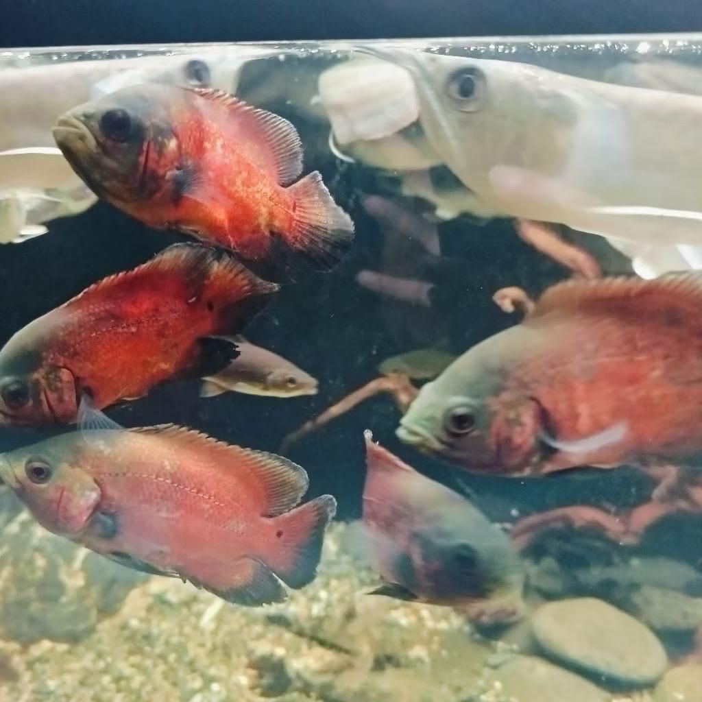 Hiasan Aquarium2 jari Oscar red tembaga size 7-9cm  3 lapais plastik