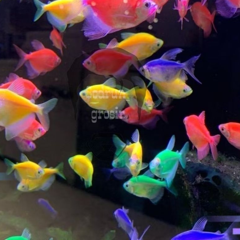 [BERGARANSI] Ikan Hias Glofish Tetra Size S Glowfish Tetra Ikan Warna Warni Ikan Glow In The Dark Hi