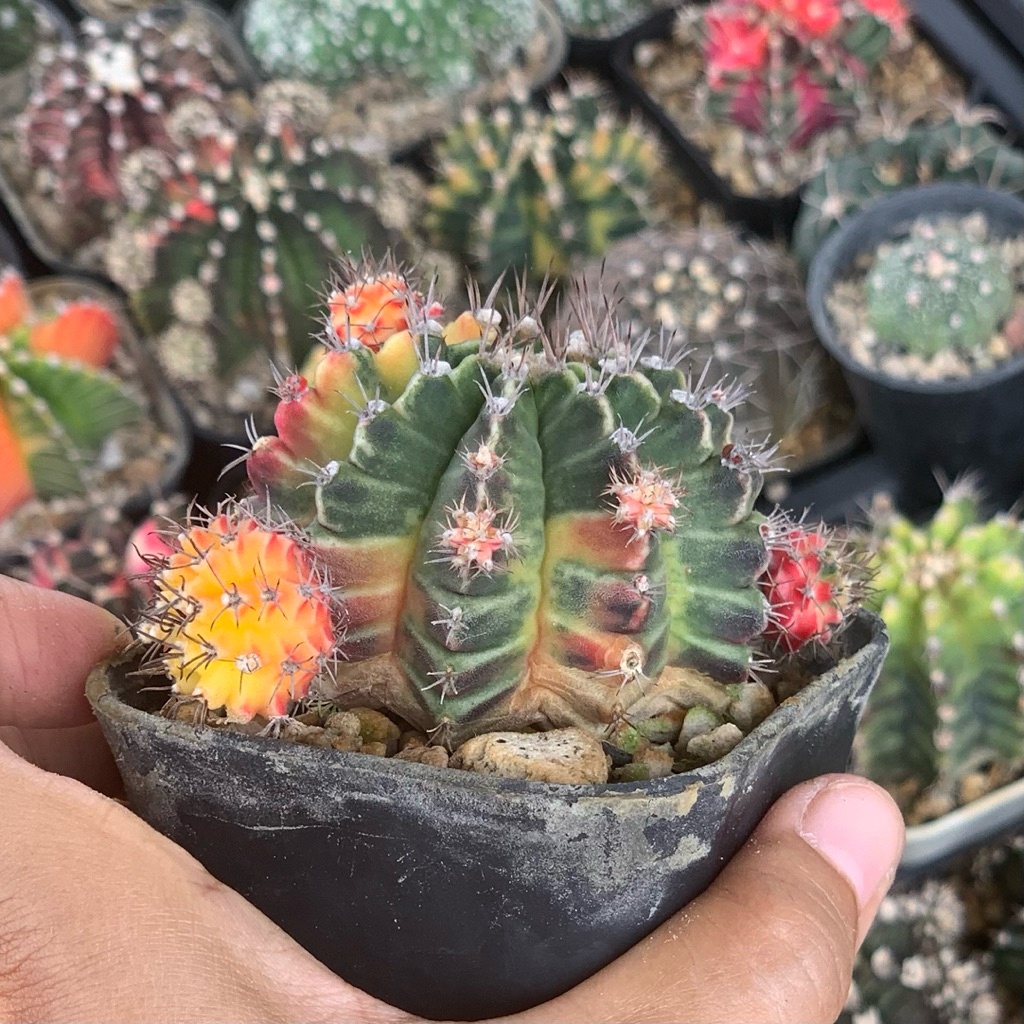 gymnocalycium id thailand lb hybrid miha hybrid variegata varigata kaktus var kaktus tanaman hias hi