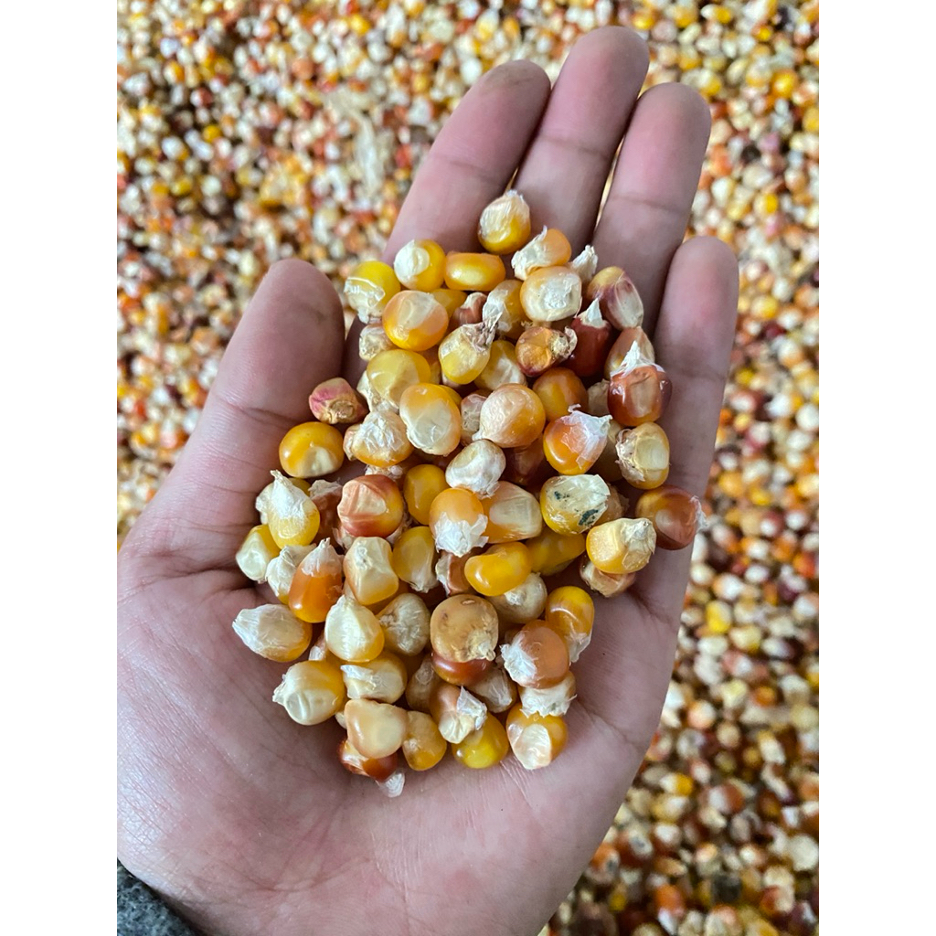 Lembah | JAGUNG PIPIL - PAKAN AYAM - BIBIT JAGUNG