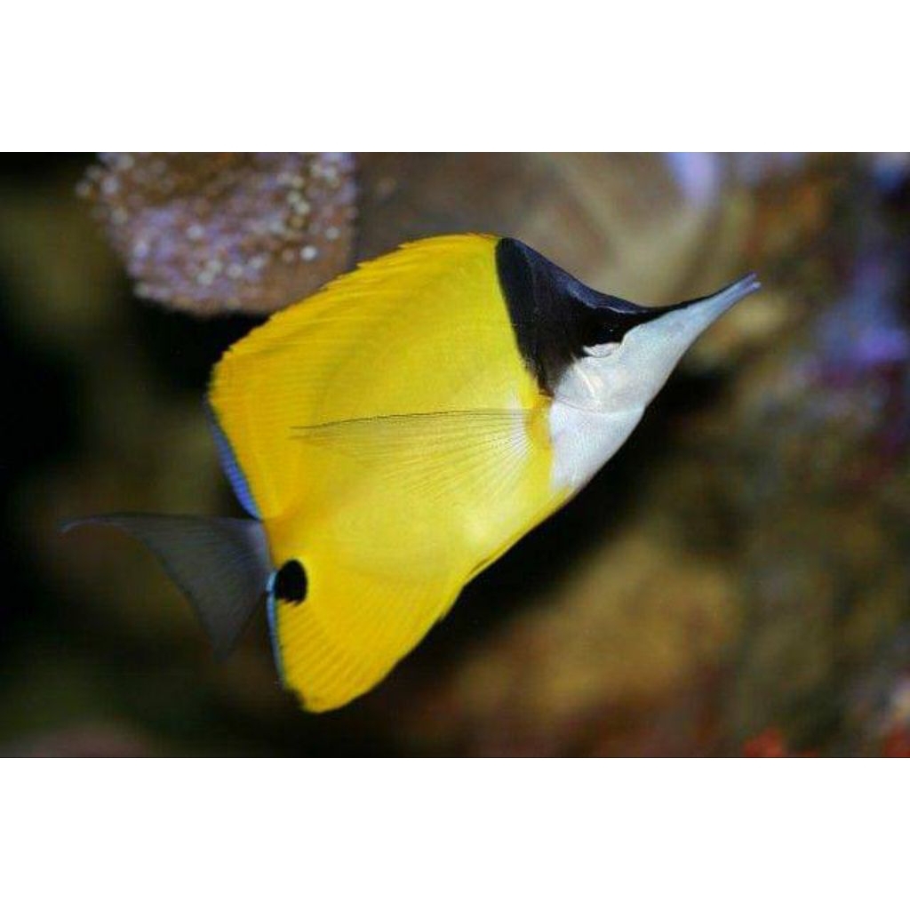 IKAN HIAS LAUT KEPE MONYONG ASLI