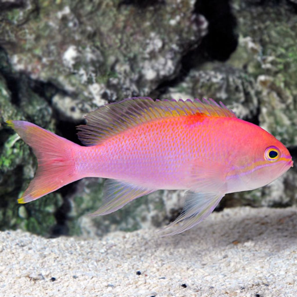 IKAN HIAS LAUT ANTHIAS/ RAINBOW