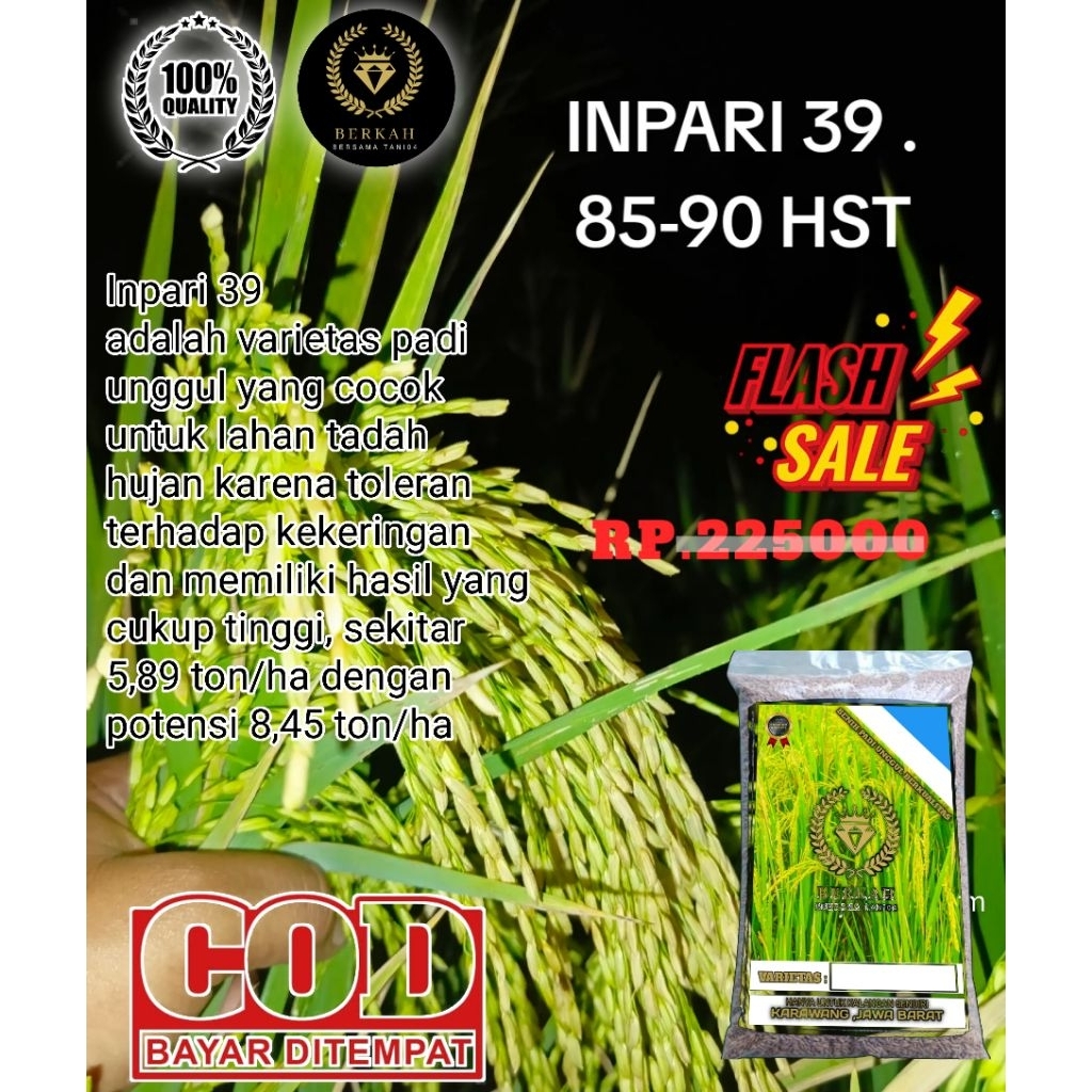 (5KG)Benih Padi unggul INPARI-39 ORIGINAL BERKUALITAS 5KG